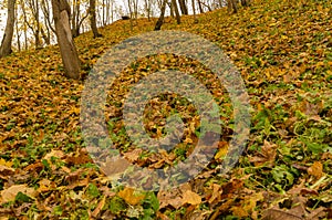 Close up low angle view of a pile of yellow and rusty leaves covering the ground in a park on a dull autumn day