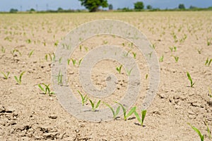 Close up low angle view at row of young corn stalks at field spring time