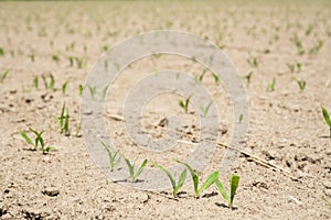 Close up low angle view at row of young corn stalks at field spring time