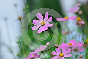 Close-up Low-angle View Selected Focus Of Beautiful Fresh Pink Mexican Aster Flowers Blooming And Reaching Upward