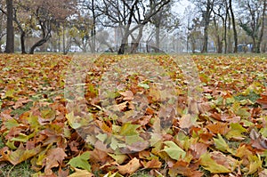 Close up low angle view of a yellow and rusty leaves covering ground