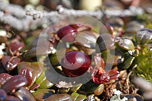 Close-up of low-bush cranberries also referred to as lingonberries