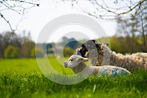Close up Low Level Image of Lamb Lambs Sheep in Green Field