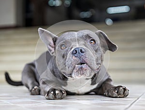 Close up low view, gray-haired, white-breasted, short-legged, wrinkly-faced American