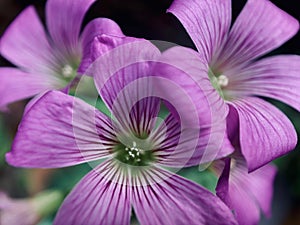 Close up of lucky Clover flower