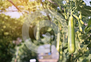 Close up Luffa gourd or Luffa Cylindrica growing in field plant agriculture farm