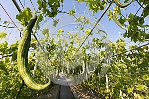 Close up Luffa gourd or Snake Gourd growing in field plant agriculture farm