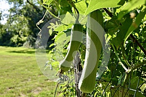 Close up of Luffa plant in garden