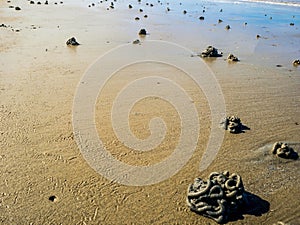 Close up Lugworm casts on the beach