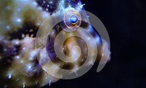 A close up of a luminescent fish