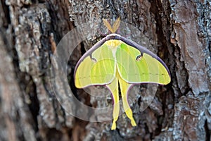 Close up of Luna moth on a tree. Green moth