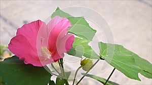 Close up lunar red flower