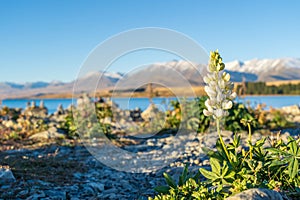 Close up Lupin Flower in Autumn Season, Lake Tekapo, New Zealand