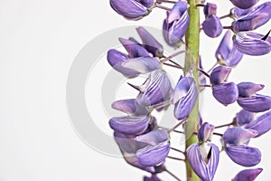 Close up of lupin flower on white background