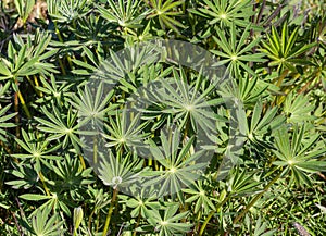 Close up Lupin leaves top view - Lupinus polyphyllus on the field photo