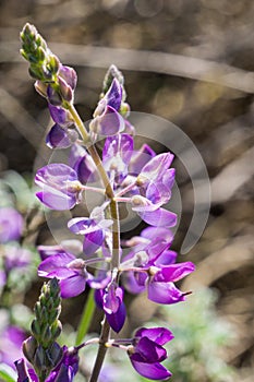 Close up of Lupine flowers Lupinus microcarpus or valley lupine, California