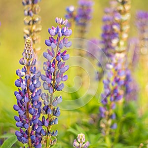 Close-up of Lupine plants