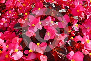 Close up of lush blooming of a lot of begonias with pink flowers and bronze leaves under bright sunshine, floristic texture