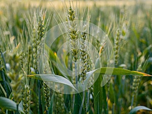 Close-up of lush, green cornfield crops in a vibrant field