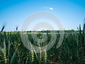 Close-up of lush, green cornfield crops in a vibrant field