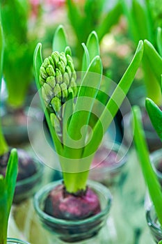 Close-up of lush green daffodil rhizomes