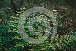 Close-up of a lush green fern frond in a damp forest, with soft light filtering through the leaves above