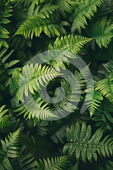 Close up of lush green fern leaves, a terrestrial plant in a sprucefir forest