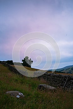 A close up of a lush green field with a pastel sunrise