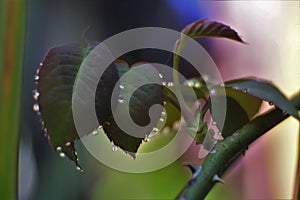 Close up lush green foliage after raining. dew on leaves