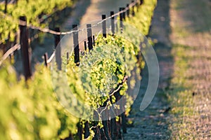 Close up of lush green grape vines in vineyard