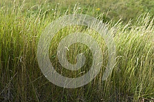 Close-up of lush green grass