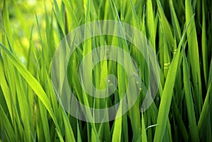 Close-up of lush green grass