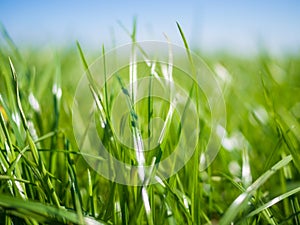 Close-up of lush green grass on field in Northern Germany with sun shining and nice bokeh during spring, Nordfriesland photo