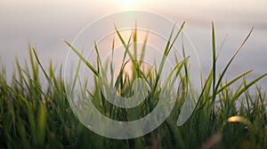 Close-up of lush green grass illuminated by sunset, creating a tranquil and serene atmosphere.