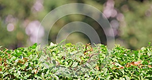 Close-up of a lush green hedge with interspersed red leaves, in soft focus.