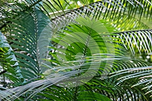 Close-up lush green leaves of cycas revoluta