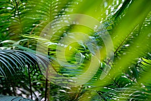 Close-up lush green leaves of cycas revoluta with blurry foreground