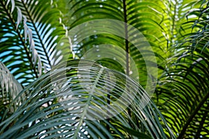 Close-up lush green leaves of cycas revoluta, texture and background