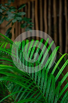 Close up of a lush green palm leaf