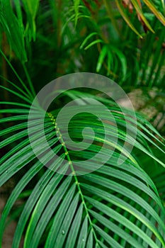 Close up of a lush green palm leaf