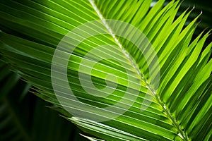 close up of lush green palm leaf