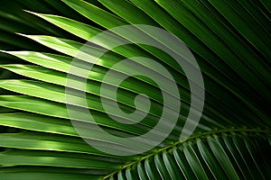 close up of lush green palm leaf
