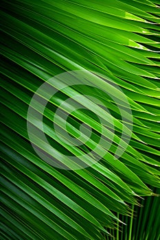 close up of lush green palm leaf