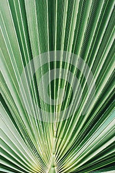 Close-up of lush green palm leaf. Tropical jungle foliage. Natural striped texture, pattern background. Fan palm