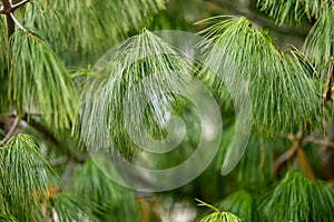 Close-up of lush green pine needles on tree branches