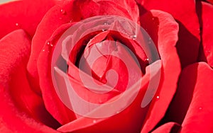 Close up on lush rose flower