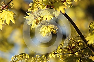 close up of a lush springtime foliage on tree branch in the woods backlit by morning sun fresh spring maple leaves forest sunshine