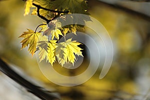 close up of a lush springtime foliage on a tree branch in the woods backlit by the setting sun fresh spring maple leaves in the