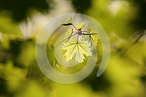 close up of a lush springtime foliage on a tree twig in the woods backlit by the setting sun fresh spring maple leaf in the forest