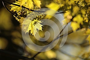 close up of a lush springtime foliage on a tree twig in the woods backlit by the setting sun fresh spring maple leaf in the forest